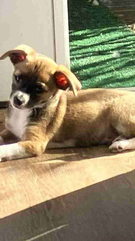 Puppy relaxing in sunlight on freshly cleaned hardwood floor after pet-friendly home cleaning in Escondido, CA.